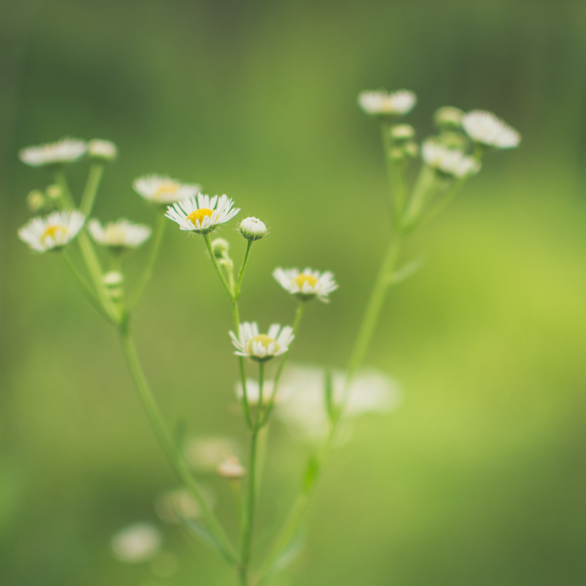 Alltagsengel-Quadrate Blume Alltagsengel