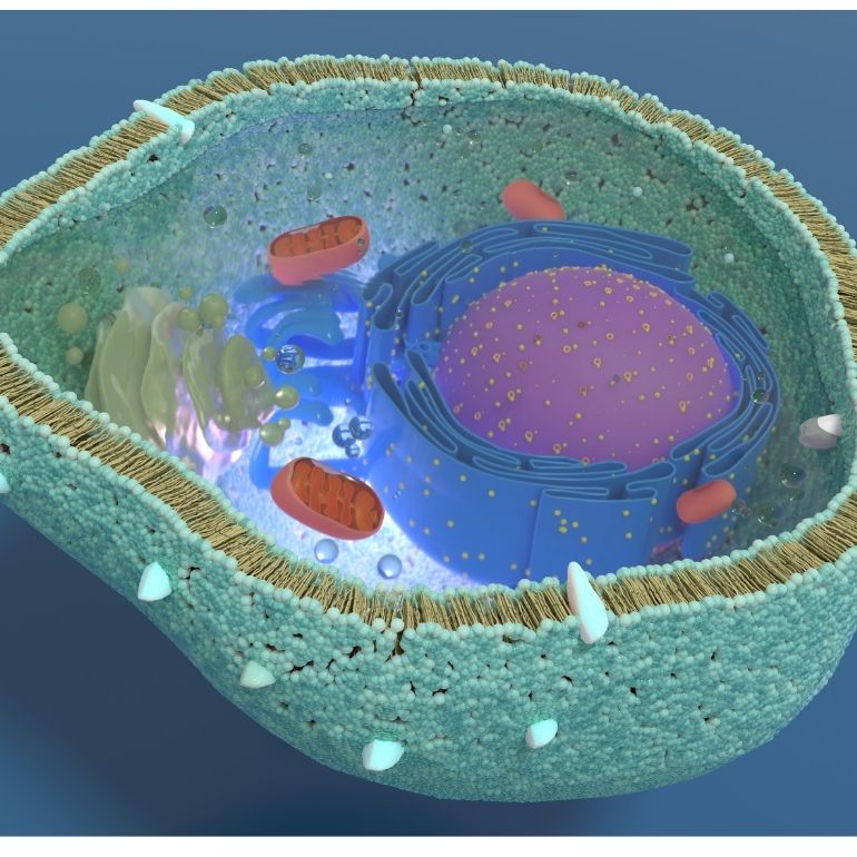 Zellkern Anita Aichner Omega 3